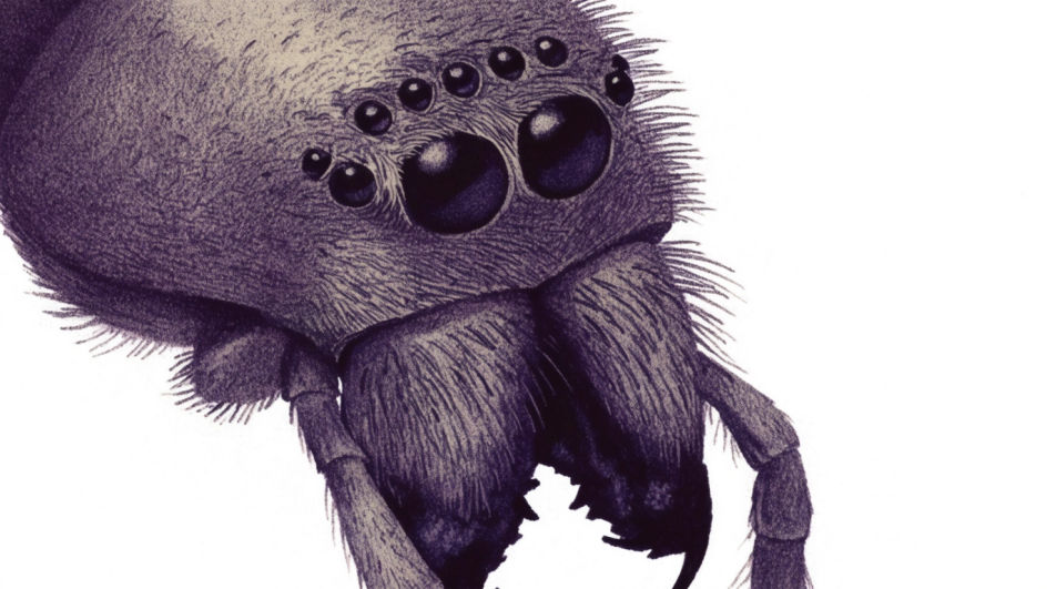 Eight eyes close study