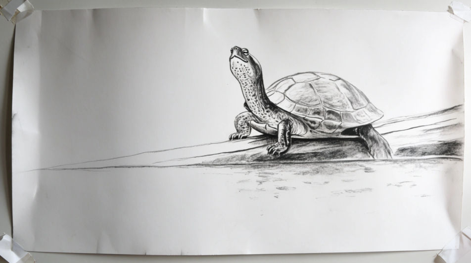 Turtle on a log