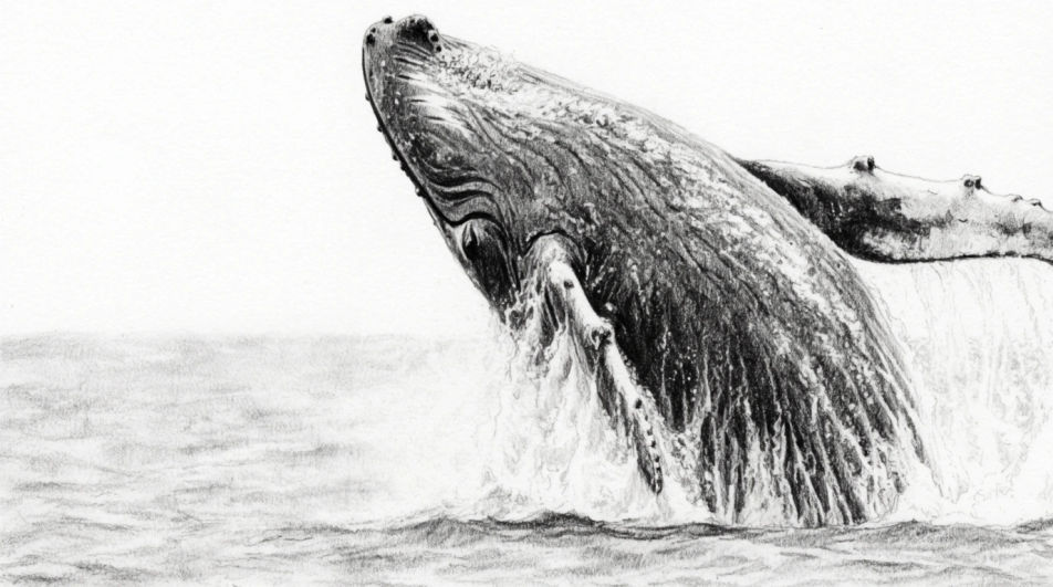Breaching clear of the water