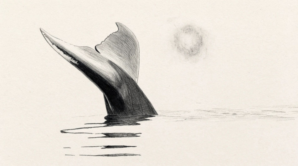 Fluke above a calm surface