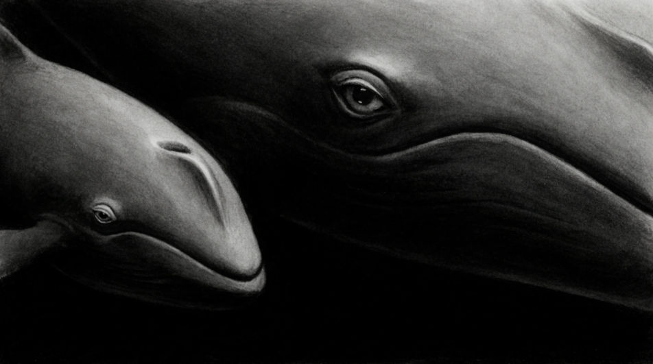 Whale and calf below the surface