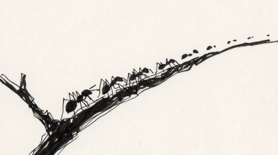Ant trail along a branch
