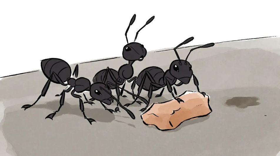 Ants and a crumb