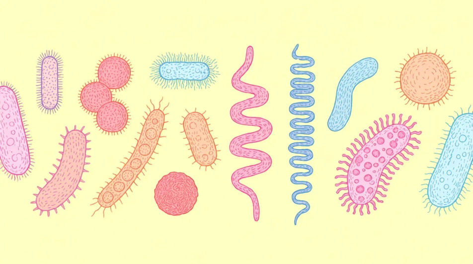 Cell shapes compared across the page