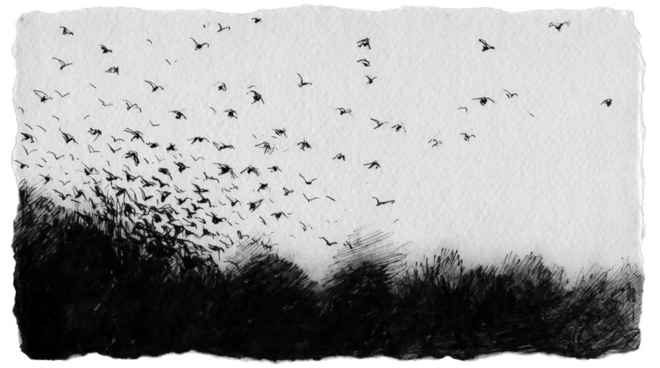 Flock over a treeline