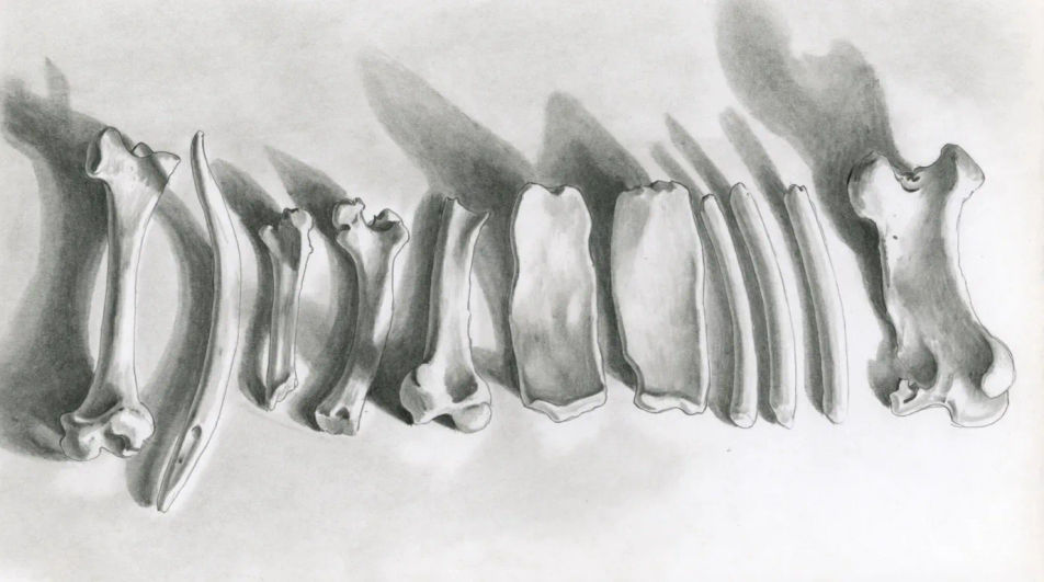 Bones laid out on a study table