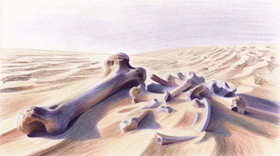 Bones half buried in sand