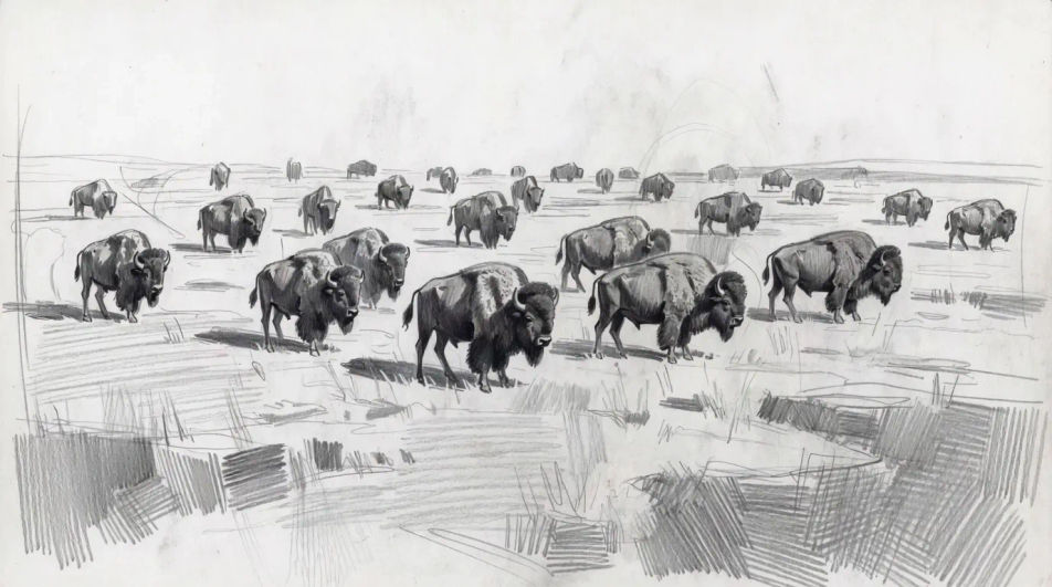 Herd on open grassland