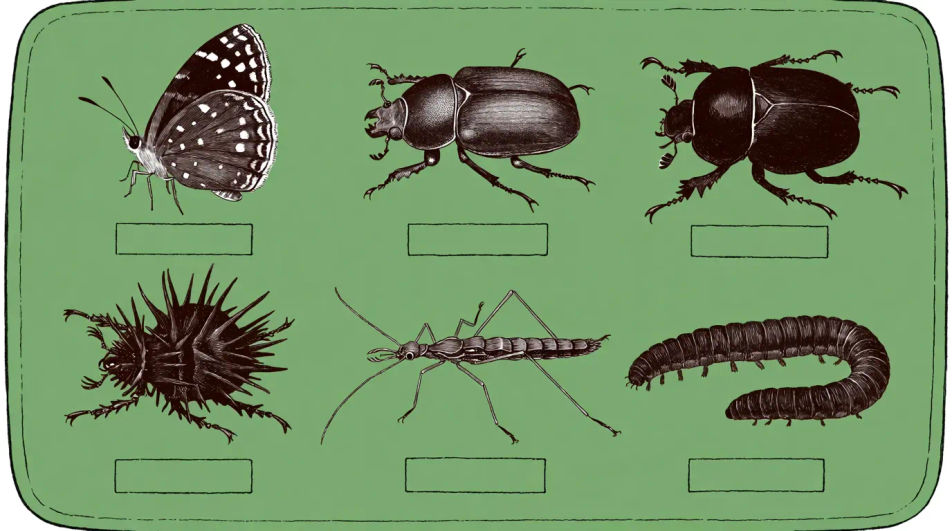 Bug collection sheet
