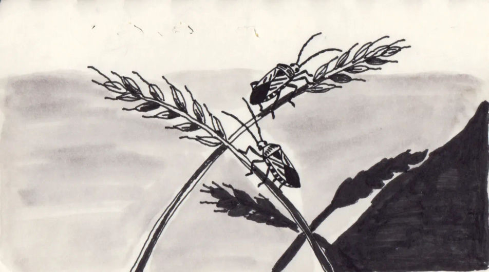 Bugs in the long grass