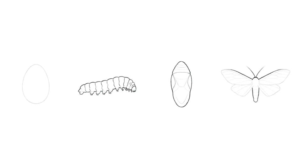 Life cycle strip