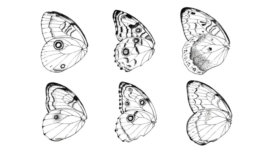 Wing pattern reference sheet