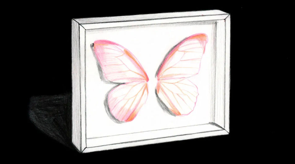 Pressed wings under glass