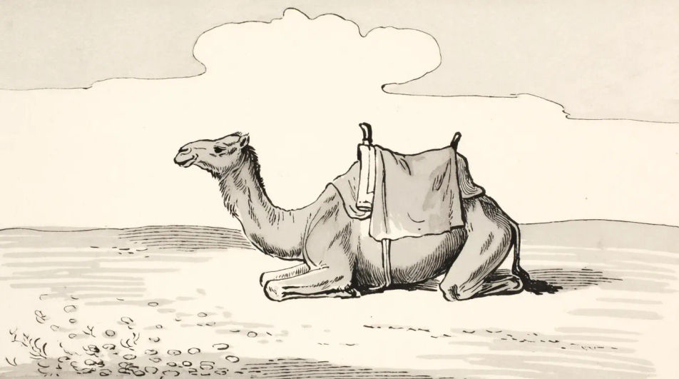 Resting camel with folded legs