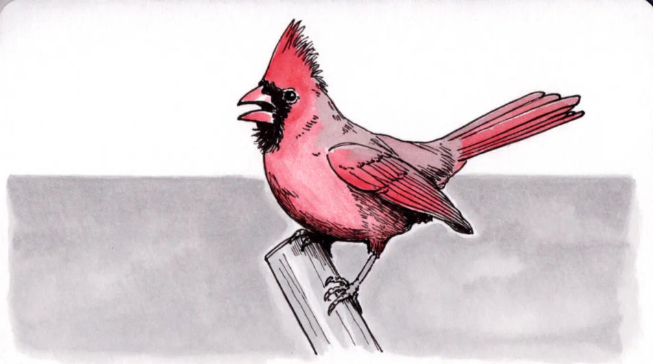 Singing on a fence post