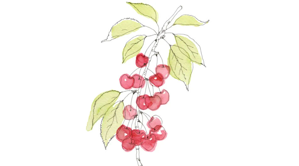 Cherries on a blossom branch