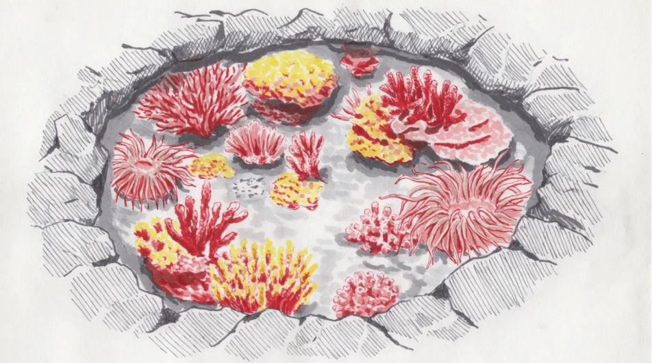 Tide pool from above