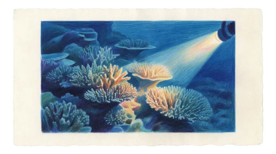 Coral garden by torchlight