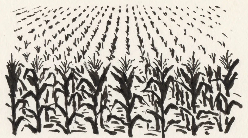 Corn field in rows