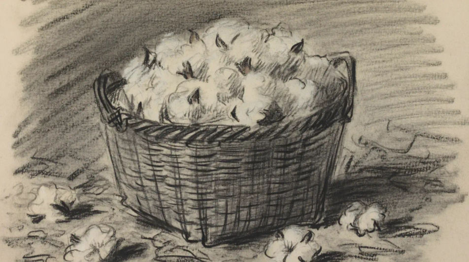 Harvested cotton in a basket