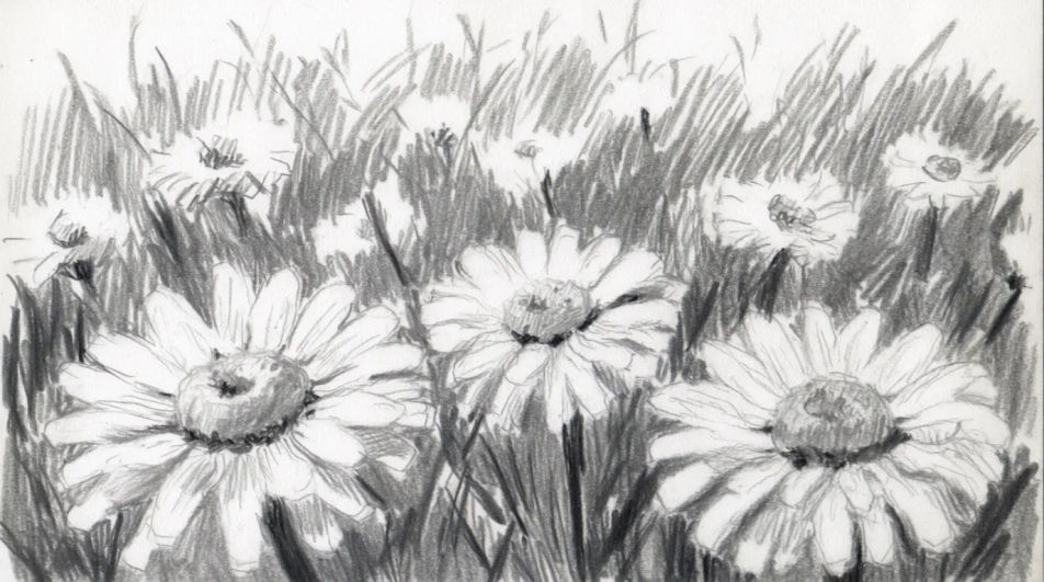 Daisies in a meadow