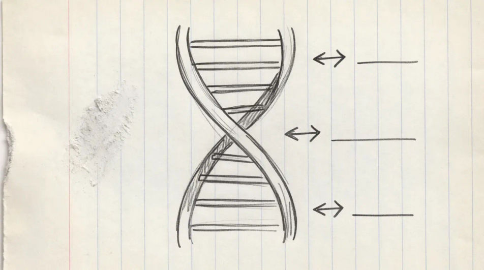 Notebook biology page