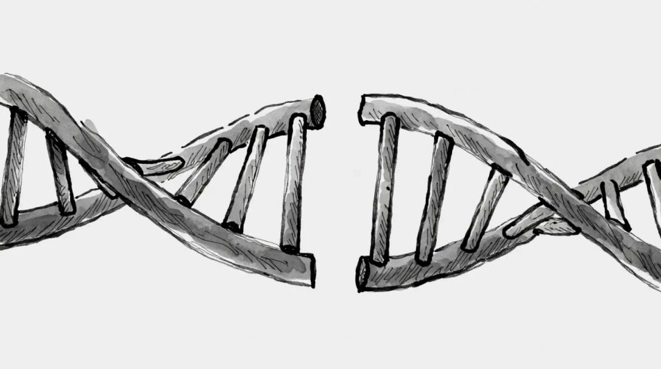 Helix unzipping into two strands