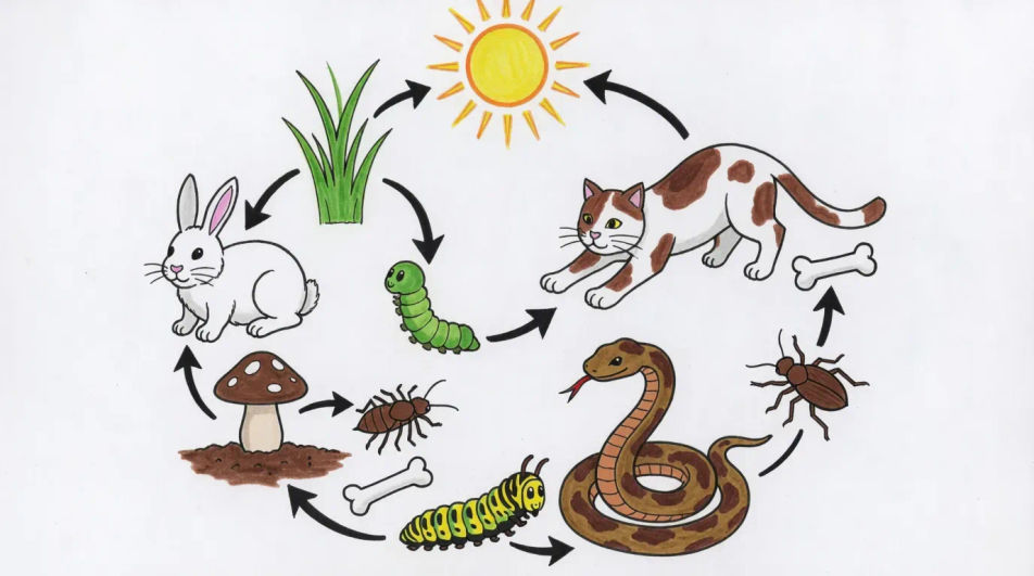 Food web with connecting arrows