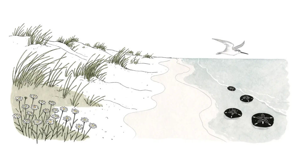 Coastal ecosystem from shore to sea