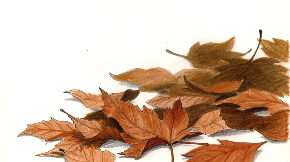 Leaves scattered on the ground