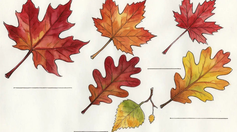 Pressed leaf collection