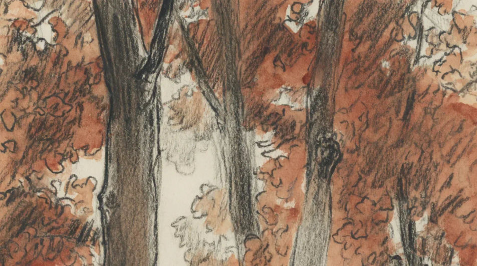 Forest edge in autumn