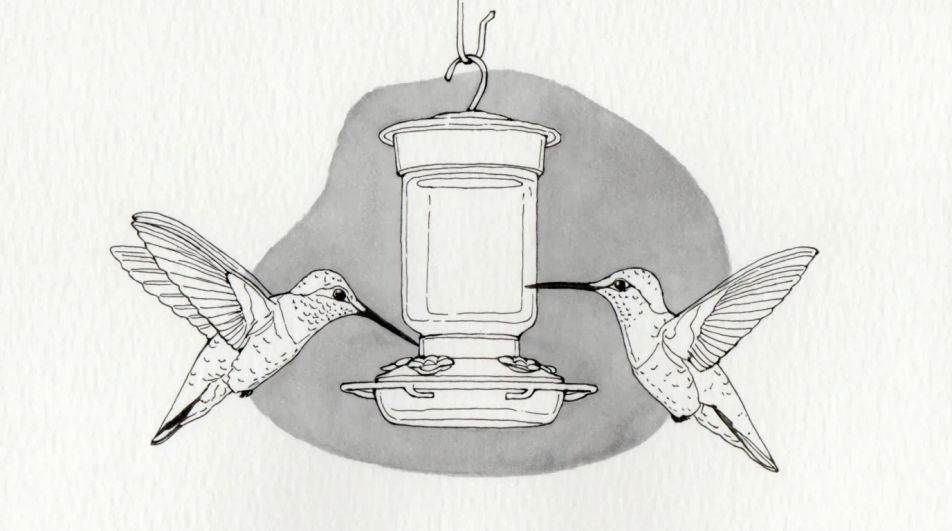 Two birds and a feeder