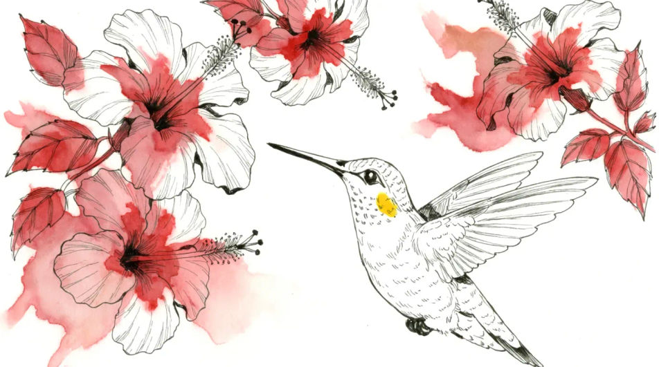 Hummingbird among hibiscus