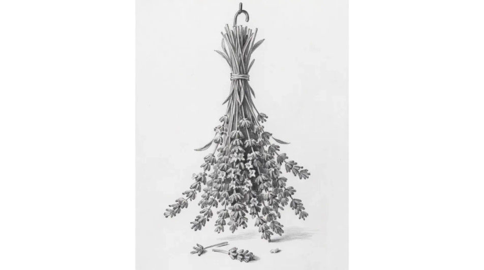 Bundle drying on a hook