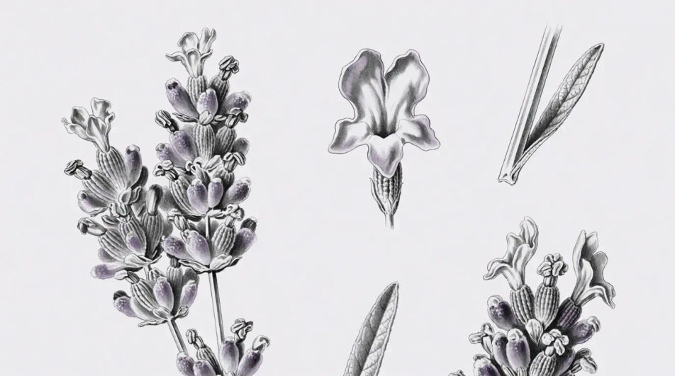 Floret construction study