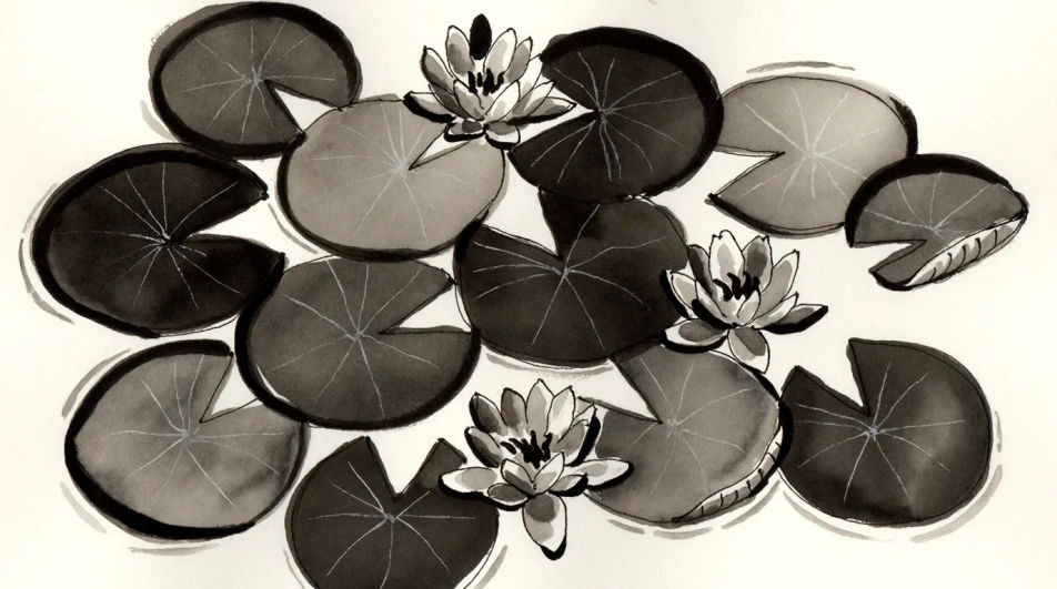 Pond of water lilies