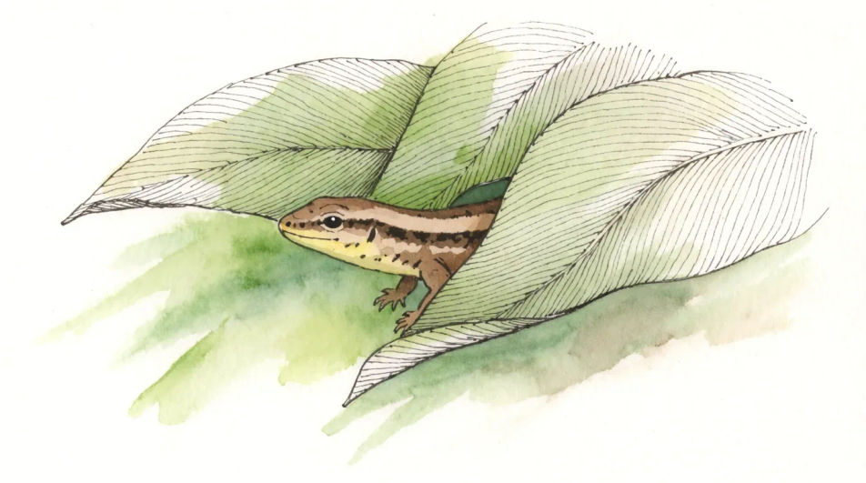Lizard among leaves