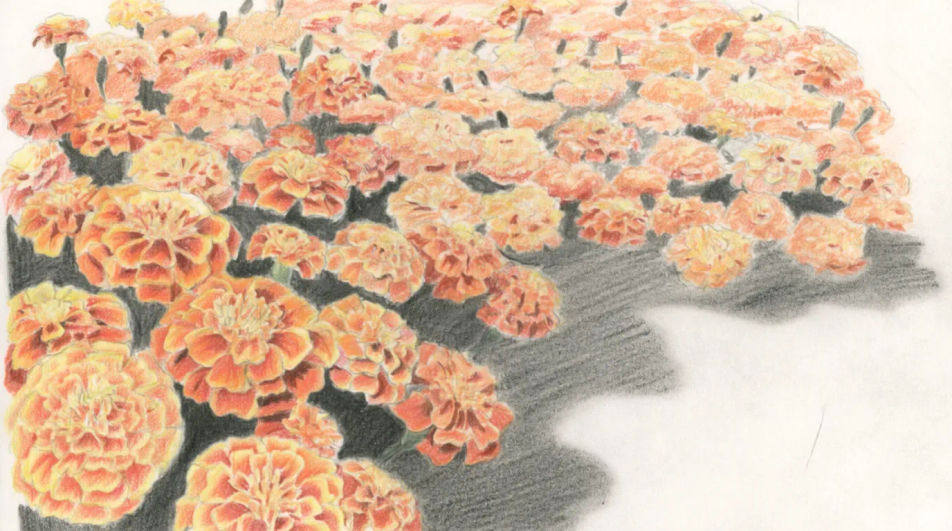 Bed of marigolds in a garden