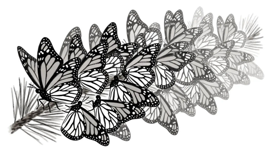 Migration cluster on a branch