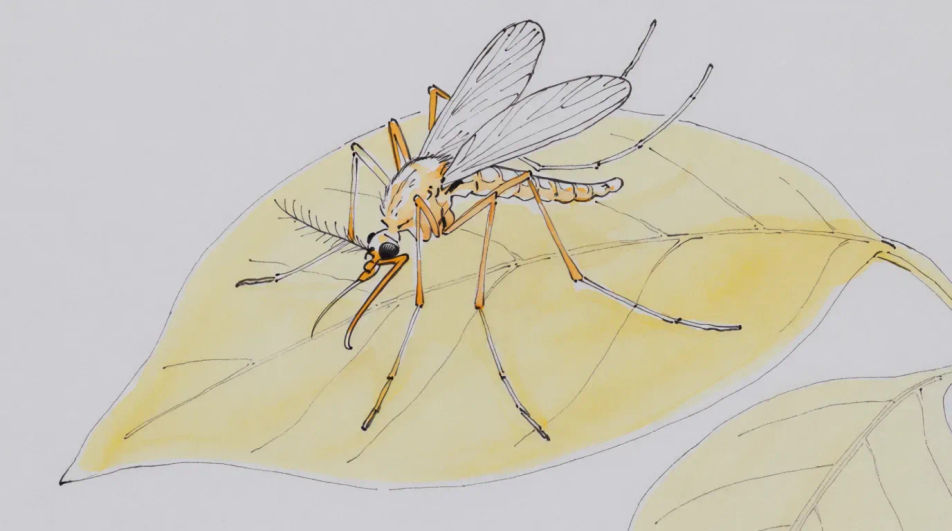 Mosquito on a leaf