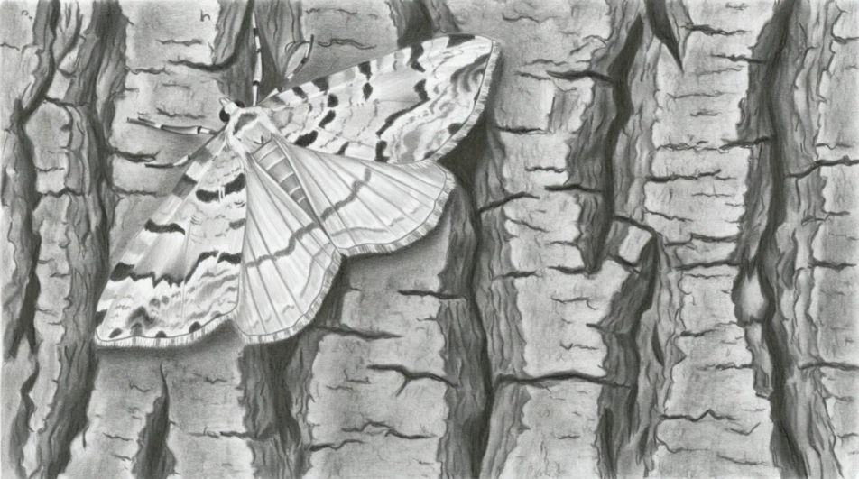 Moth on tree bark