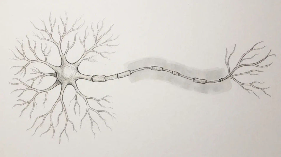 Signal travelling down the axon