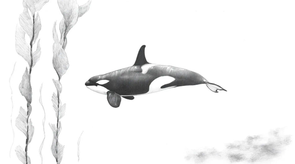 Orca beside a kelp bed
