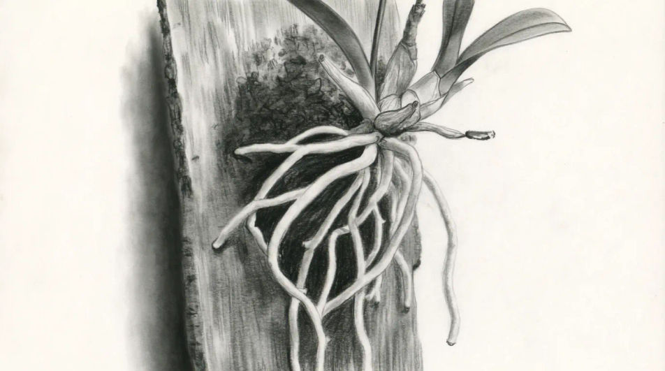 Orchid roots on bark