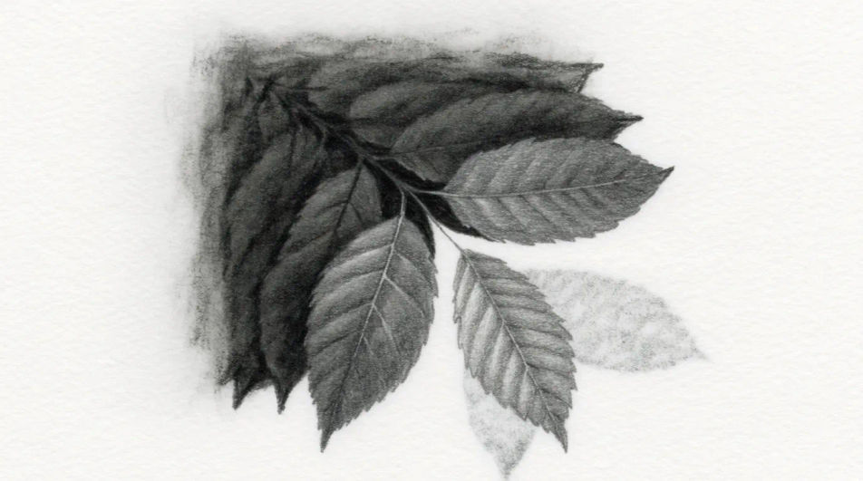 Overgrown corner in charcoal