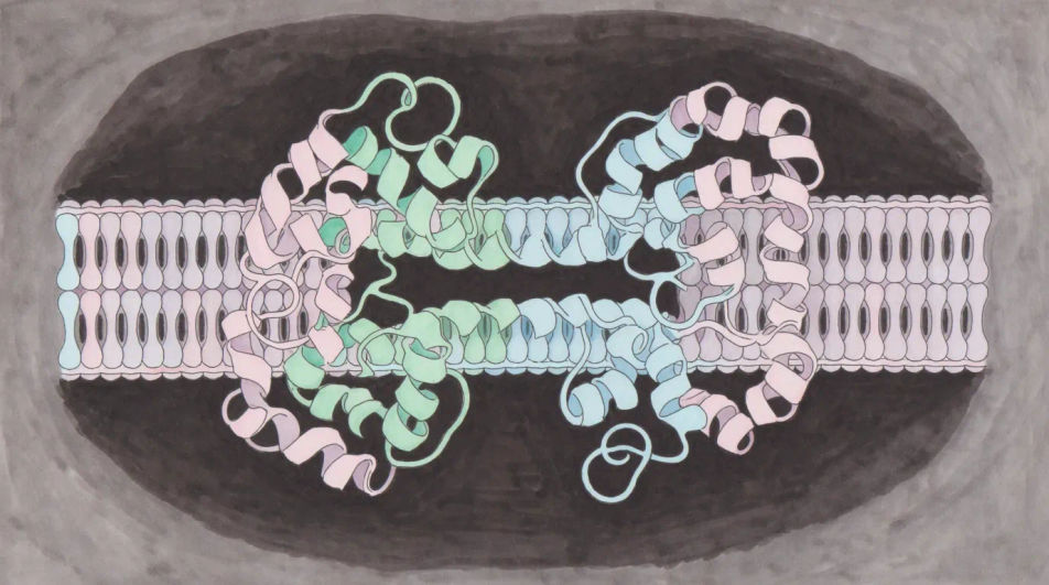 Protein in a membrane cross section