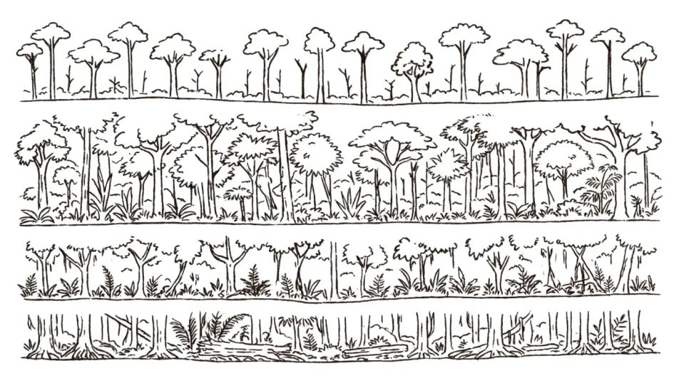 Rainforest layers in cross section
