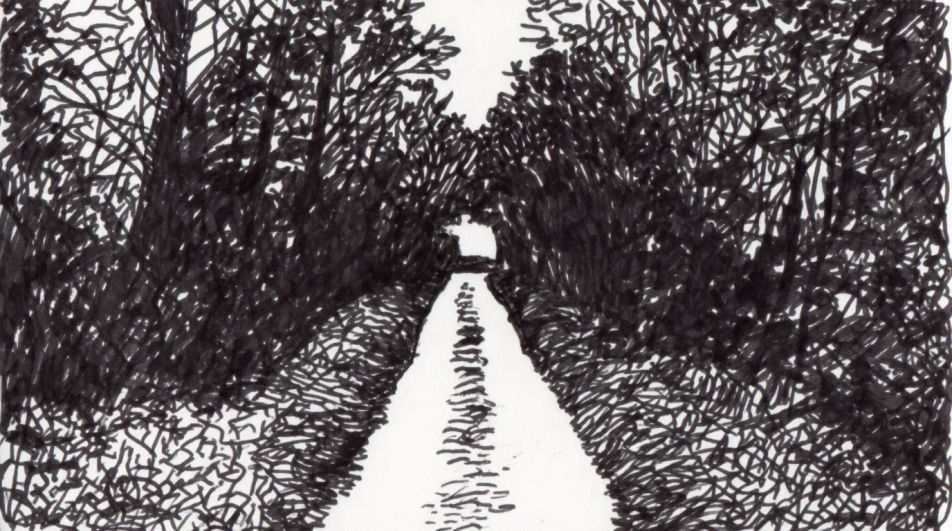 Path through the understory