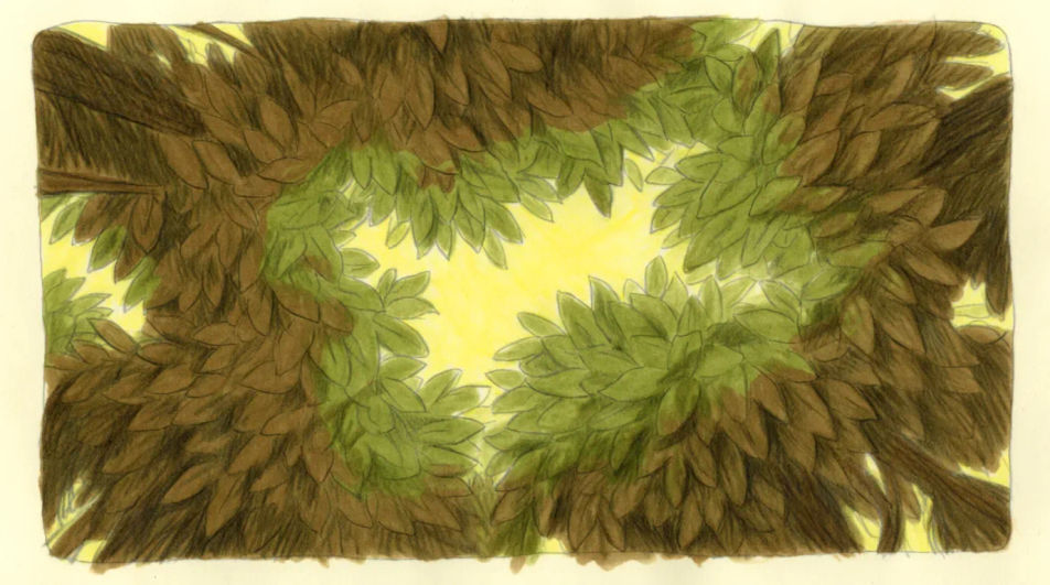 Canopy seen from below